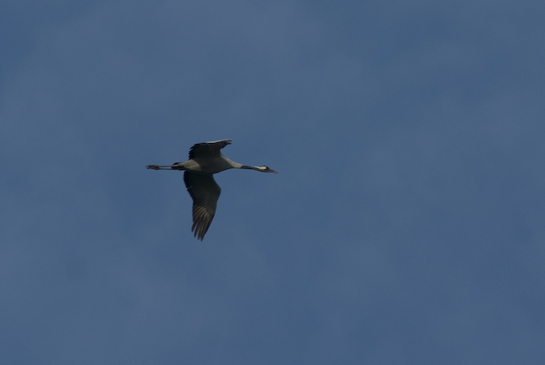 A single crane flies overhead A single crane flies overhead