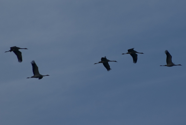 Many cranes fly overhead Many cranes fly overhead
