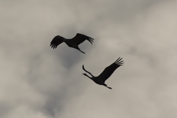 Two cranes are silhouetted at dusk Two cranes are silhouetted at dusk
